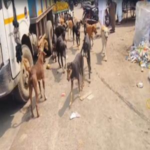 महाराष्ट्र: लातूर में आवारा कुत्तों का आतंक, एक दिन में महिला डॉक्टर समेत 35 लोगों पर हमला
