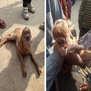 बिजनौर में आकर्षण का केंद्र बना विचित्र बकरी का बच्चा