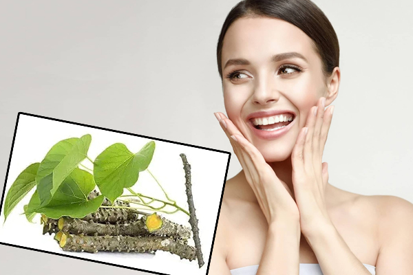 सेहत ही नहीं चेहरे के लिए भी फायदेमंद है गिलोय, जानिए कैसे करें इस्तेमाल