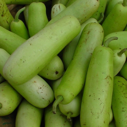 मार्केट से खरीदती हैं लौकी, तो जानिए ताजे और बासी की पहचान