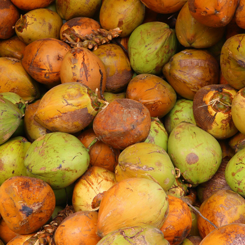 नारियल का रंग देखते ही पता चल जाएगा मीठा है या नहीं, खरीदते वक्त रखें ध्यान