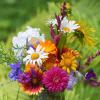 रंगबिरंगे फूलों से घर में, सुंदरता के साथ-साथ सुख शांति रहे बरकरार 
