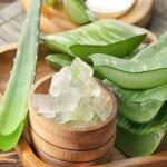 शीत ऋतु में त्वचा और बालों के लिए संजीवनी है एलोवेरा, जानें उपयोग के तरीके