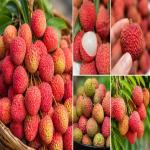 मार्केट में आ गए हैं केमिकल वाले लाल लीची, ऐसे करें असली नकली की पहचान