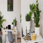 Decoration: डेस्क पर सजेगी हरियाली : इन इंडोर पौधों से ऑफिस के तनाव को कहें अलविदा
