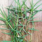 चैत्र नवरात्र में पूजा पाठ के साथ औषधीय गुणों से भरपूर है दूब घास ; जानें उपयोग के लाभ
