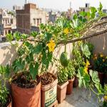 Gardening : गमले में उगेगा 5 किलो का कद्दू घर की छत को ऐसे बनाएं मिनी फार्म
