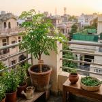 Gardening: सुपरफूड सहजन घर की बालकनी या गार्डन में आसानी से उगाएं सेहत का यह जादुई पौधा
