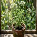 Gardening : गमले में ऐसे उगाएं असली अजवाइन का पौधा, जानिए वो 5 सीक्रेट्स जो माली भी नहीं बताते