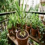Gardening : अब चाय का स्वाद बढ़ाएगी घर की हरी इलायची अपने मिनी गार्डन में इस आसान तरीके से उगाएं