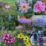 Gardening : बगीचे के बाहुबली ये 14 पौधे कभी नहीं मरेंगे हर मौसम में रहेंगे जिंदा