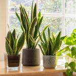 Gardening Tips: घर की खूबसूरती बढ़ाने के लिए लगाया है स्नेक प्लांट, तो इस तरह करें केयर