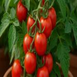 Gardening : तपती गर्मी में भी नहीं सूखेंगे टमाटर के पौधे, घर पर बनी इस जादुई खाद से मिलेंगे एकदम लाल टमाटर