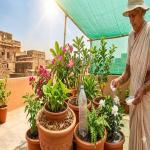Gardening: तपती गर्मी में भी मुस्कुराएंगे आपके पौधे लू के थपेड़ों से बचाने के लिए अपनाएं ये कूल नुस्खे
 