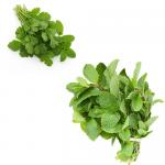 किचन में रखा पुदीना, धनिया ऐसे रखें फ्रेश, लंबे समय तक नहीं गलेगा