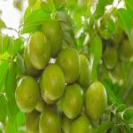 विटामिन सी का खजाना आमड़ा, स्वाद के साथ सेहत का भी साथी 
