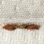 पलंग या सोफे में घुस गए हैं खटमल, तो ऐसे निकालें बाहर