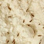 गेहूं के आटे में पड़ जाते हैं कीड़े, तो इस तरह करें स्टोर