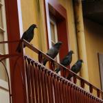 घर की बालकनी में कबूतरों ने बचाया है आतंक, तो इस तरह भगाएं