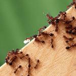 घर में लाल चींटियों ने बना लिया है डेरा, तो इन तरीकों से करें दूर