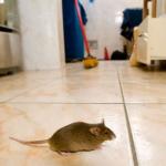 घर में मच गया है चूहों का आतंक, तो इस तरह करें घर से बाहर