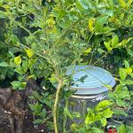 नींबू के पौधे से नहीं आ रहे नींबू तो करें ये काम, महीने भर में दिखेगा असर