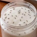 Kitchen Tips: चीनी के डब्बे में बार-बार लग रही हैं चींटियां, तो ये टिप्स करें फॉलो