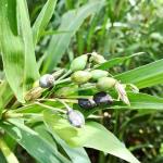 श्री कृष्ण को प्रिय है वैजयंती माला, जानिए पौधा लगाने का तरीका