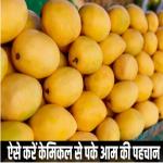 शुरू हो गया है आम का सीजन, इस तरह करें केमिकल वाले आमों की पहचान