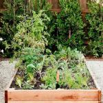 सर्दियों में घर पर कर सकती हैं मिनी फार्मिंग, उगाएं हेल्दी सब्जियां