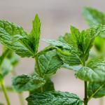 गर्मियों में खूब पिया जाता है पुदीना, घर पर इस तरह लगाएं पौधा 