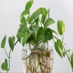 घर में चुंबक की तरह खींचा आएगा धन, लगाएं ये प्लांट्स