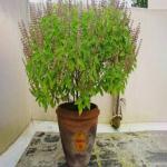 तुलसी को सूखने से बचाएं और ऐसे बनाएं घना, कुछ अनसुने और असरदार तरीके