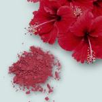 Skin Care Tips: गुड़हल के फूल के फेसपैक से खिल जाएगा चेहरा, इस तरह बनाएं