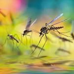 गर्मियों में शुरू हो गया है मच्छरों का आतंक, घरेलू नुस्खों से भगाएं