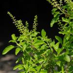 सर्दियों में जल्दी सूखने लगता है तुलसी का पौधा, इन तरीकों से करें देखभाल