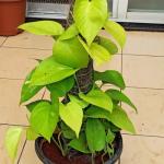 Vastu Tips: मनी प्लांट के पौधे से नहीं हो रहा कोई फायदा, तो पानी में मिलाएं ये चीजें होगी पैसों की बरसात