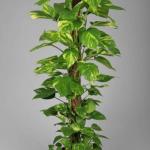 Vastu Tips: मनी प्लांट पर बांध दीजिए ये चीजें खुल जाएगी किस्मत, नहीं होगी धन की कमी