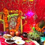 नवरात्रि पूजन के बाद उगे हुए ज्वार का क्या करें, इस तरह कर सकते हैं इस्तेमाल
