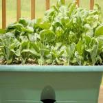 सर्दियों में घर पर ही उगा सकते हैं ताजा पालक, फॉलो करें ये टिप्स