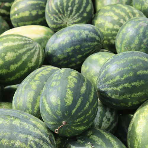 बाजार के नकली और केमिकल वाले तरबूज से रहें दूर, इस तरह करें असली नकली की पहचान