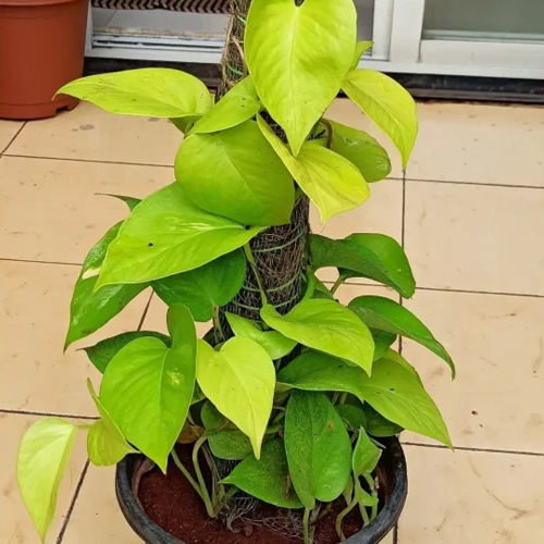 Vastu Tips: मनी प्लांट के पौधे से नहीं हो रहा कोई फायदा, तो पानी में मिलाएं ये चीजें होगी पैसों की बरसात