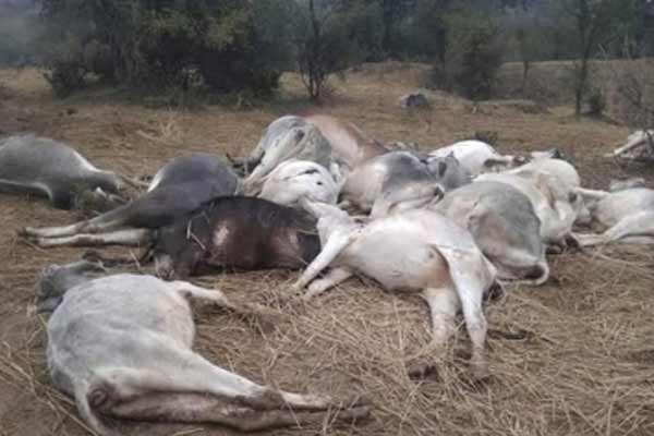 बिजली का तार गिरने से गौशाला में 21 गायों की मौत