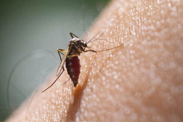 लखनऊ : 4 दिन में डेंगू के 61 मामले आए