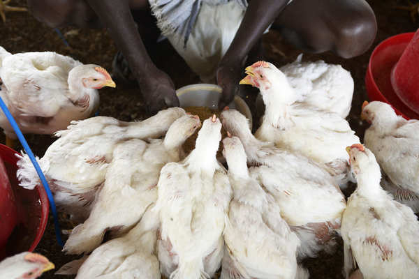 बर्ड फ्लू : दो दिनों में 60 फीसदी घटी चिकन, अंडे की मांग
