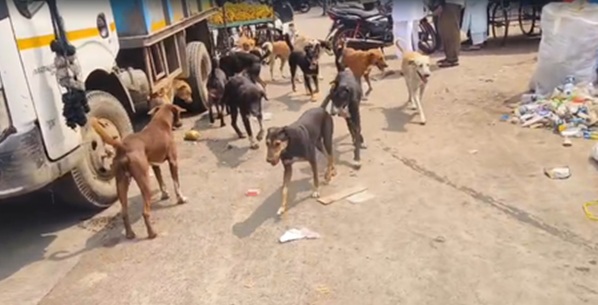 महाराष्ट्र: लातूर में आवारा कुत्तों का आतंक, एक दिन में महिला डॉक्टर समेत 35 लोगों पर हमला
