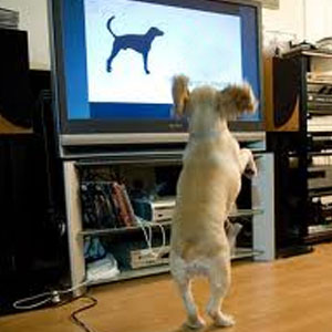 अब कुत्ते करेंगे टीवी देखकर खुद का मनोरंजन