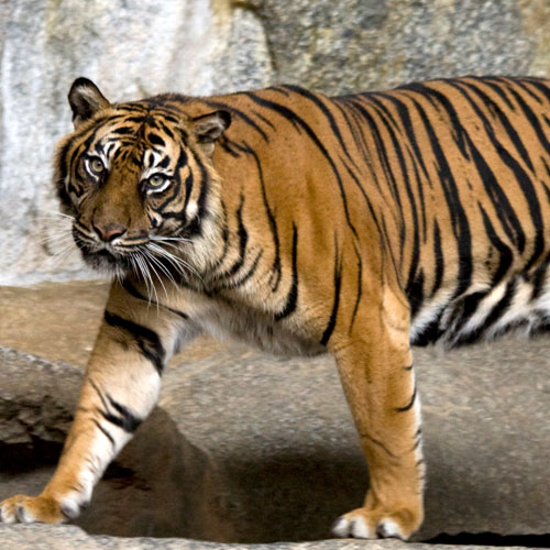 चिडियाघर में बाघ ने कर्मचारी को बनाया अपना शिकार