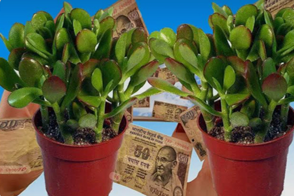 क्रासुला के एक छोटे पौधे में छिपी है आर्थिक तंगी दूर करने की बड़ी ताकत जानिए वास्तु और फेंगशुई का अचूक रहस्य
