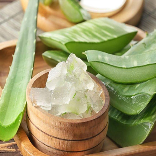 शीत ऋतु में त्वचा और बालों के लिए संजीवनी है एलोवेरा, जानें उपयोग के तरीके